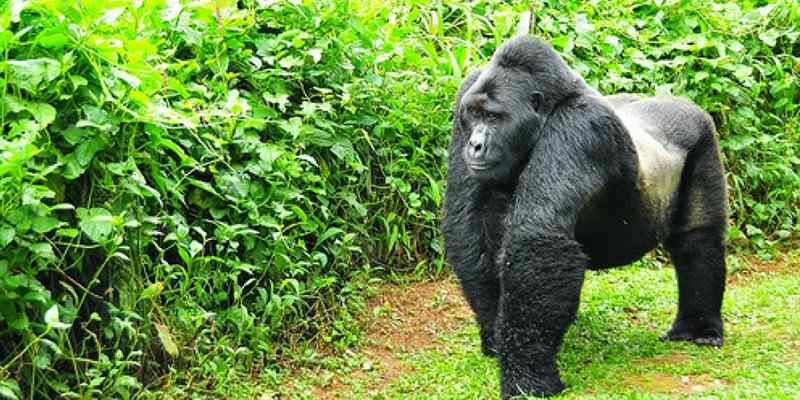 Must visit places in Uganda