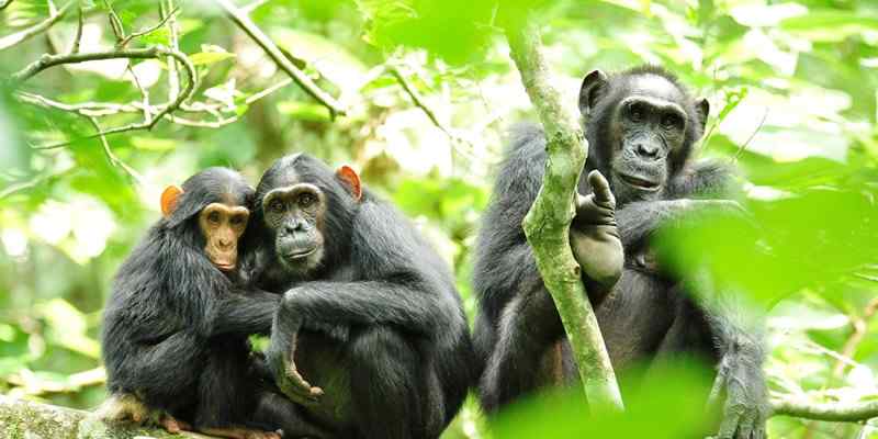Kibale National Park Kibale National Park