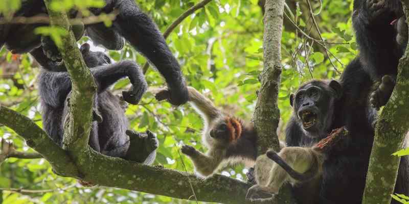Semuliki National Park Primate Lodge Kibale, Semuliki National Park