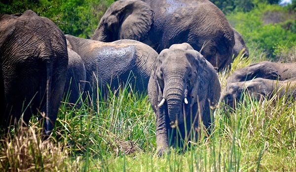 8 Days self drive safari