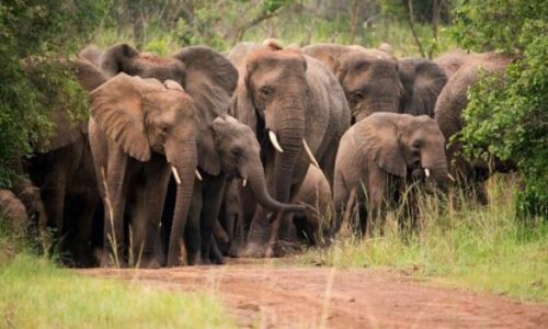 Akagera National Park