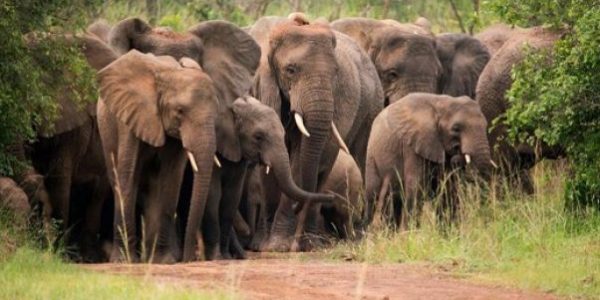 Akagera National Park