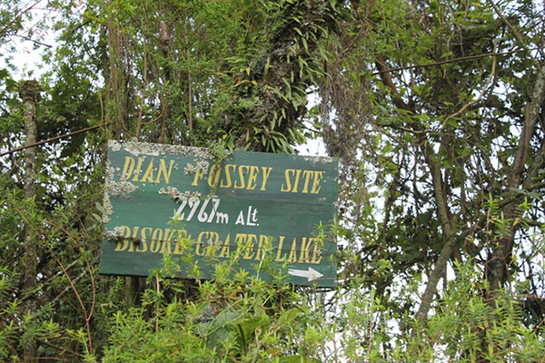 Adventurous-Hike-to-Dian-Fossey-Tombs Volcanoes National Park