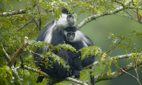 Nyungwe Forest National Park