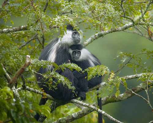 Nyungwe Forest National Park