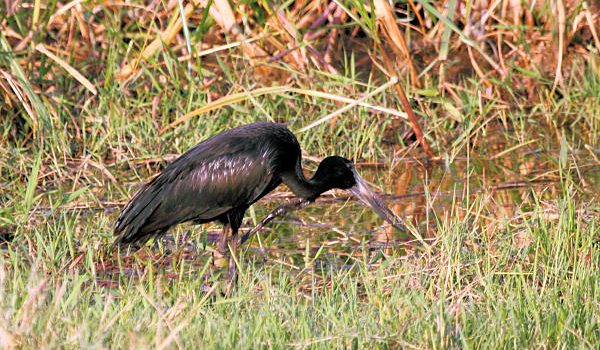Akagera National Park