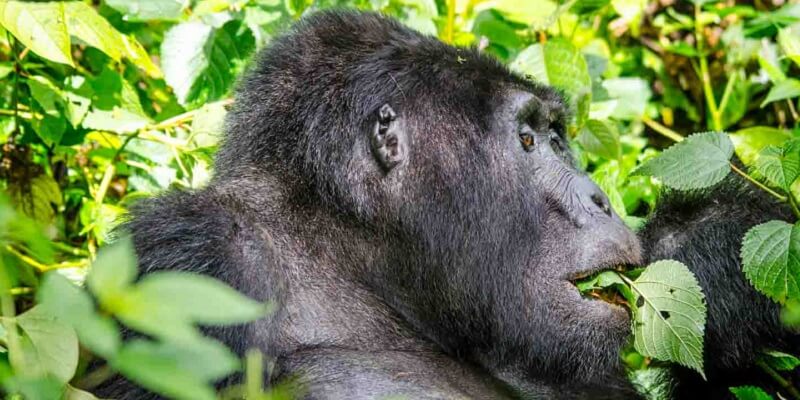 2 days gorilla 2 day Rwanda gorilla trek