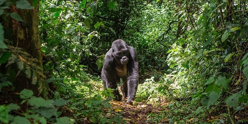 bwindi forest impenetrable national park, Difference between Gorilla Trekking and Gorilla tracking