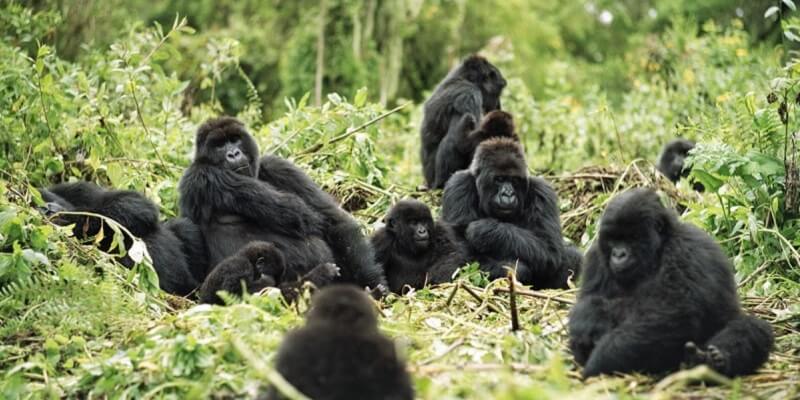 Uganda Gorillas 7 Days Rwanda Gorilla Tour