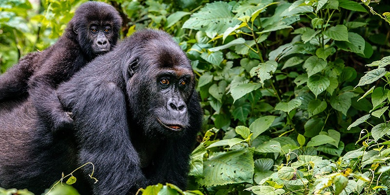 gorillas in the mist