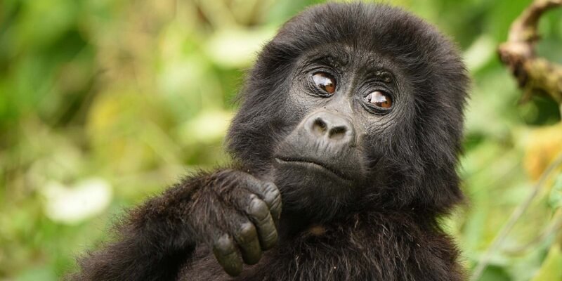 mist gorillas mist gorillas