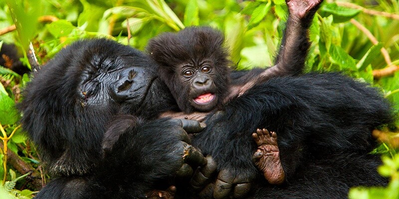 mountain gorilla trekking Uganda gorillas