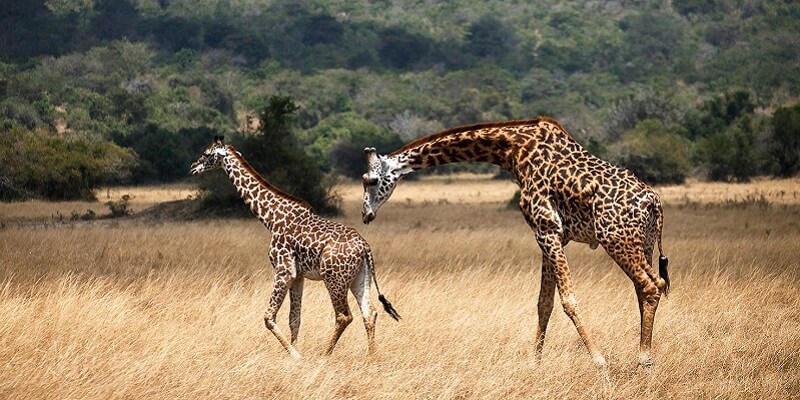 1 Day Akagera National Park