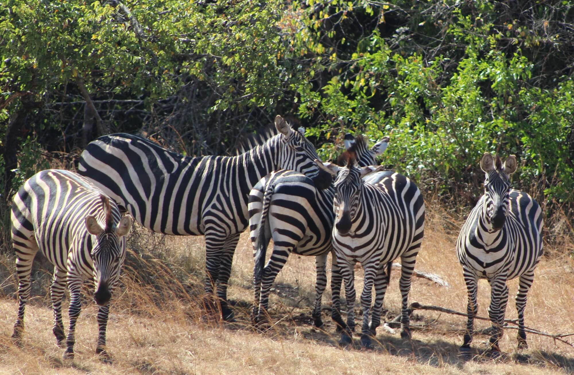 Self Drive in Akagera National Park