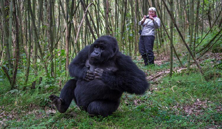 Self Drive in Volcanoes National Park
