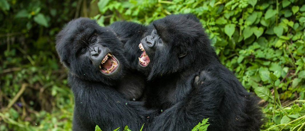 4 Days Rwanda Gorilla Trek Discover the Beauty of Rwanda: Explore Rwanda by Rental Car Self Drive in Kigali: Gorilla Kwita Izina & Door-to-Door Service