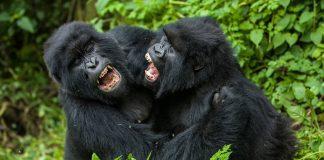 Self Drive in Kigali: Gorilla Kwita Izina & Door-to-Door Service Discover the Beauty of Rwanda: Explore Rwanda by Rental Car Self Drive in Kigali: Gorilla Kwita Izina & Door-to-Door Service