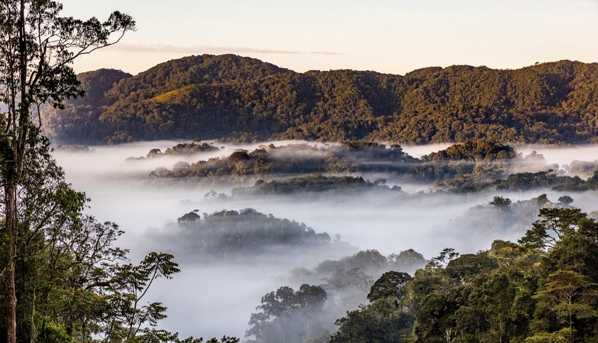 Car Rental for Nyungwe Forest Adventures: Natural Forest in Rwanda