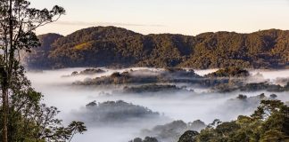 Discover Rwanda’s Wildlife on Own Pace: car rental from Kigali Car Rental for Nyungwe Forest Adventures: Natural Forest in Rwanda