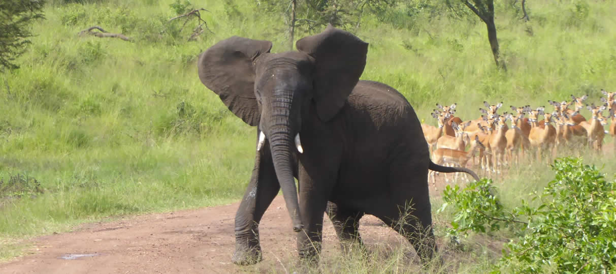 Akagera Safari Car rental