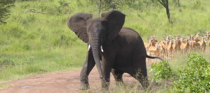 Akagera Safari Car rental