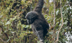 Self Drive in Kigali: Kwita Izina Prep & Luxury Car Rental