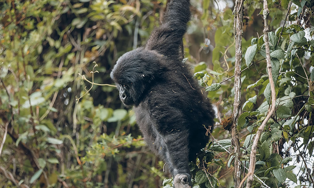 Self Drive in Kigali: Kwita Izina Prep & Luxury Car Rental