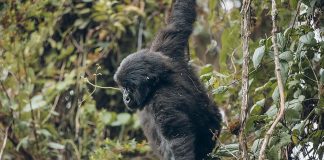 How to Book Rwanda Gorilla Trekking Permits on a Self Drive Trip to Rwanda. Self Drive in Kigali: Kwita Izina Prep & Luxury Car Rental